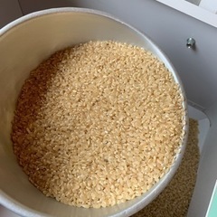 自家栽培　コシヒカリ　玄米　米　天日干し　低農薬