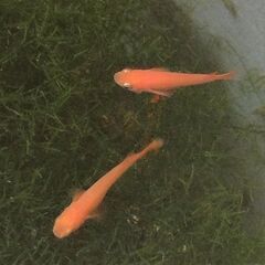 ◆楊貴妃メダカの幼魚10匹＋αお譲りします◆おまけお付けします◆...