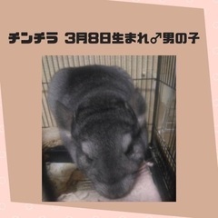 🐭チンチラの里親募集🐭