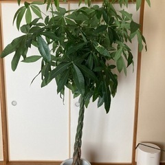 観葉植物　パキラ