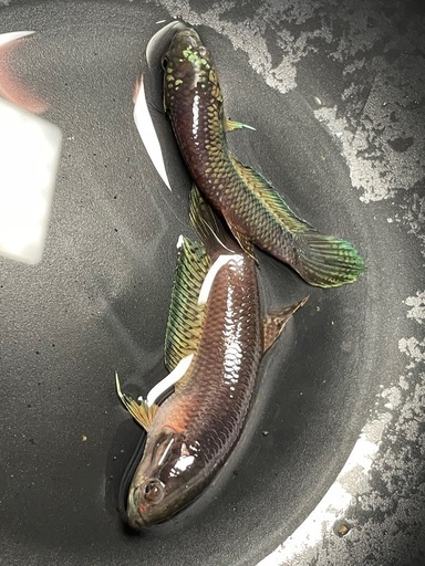 ワイルドベタ　アントゥタ　タイプSB 若魚　ペア