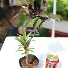 ■観葉植物　パープルコンパクタ３