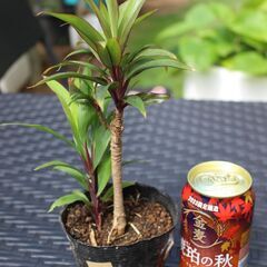 ■観葉植物　パープルコンパクタ１