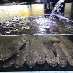 熱帯魚、大型水槽売ってください！