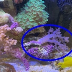 サンゴ トサカ ピンク 海水魚②
