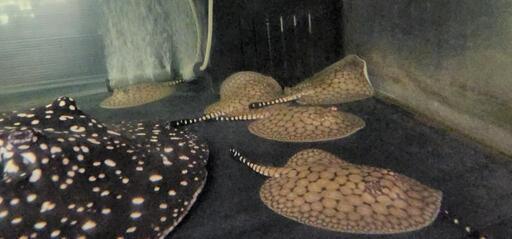 淡水魚　エイ