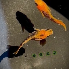 竜章鳳姿の幼魚3匹をお譲りします．