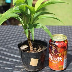 ■観葉植物　グリーンコンパクタ６