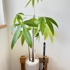 観葉植物　パキラ　2本