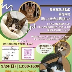 9月【岡田ほごねこ譲渡会】