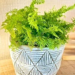 モフモフ感がたまらない観葉植物　デザイン鉢付き！浴室でもok