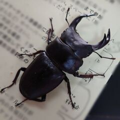 国産オオクワガタ♂66mmくらい一匹 新成虫