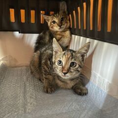 キジ猫🐱兄妹2か月 − 福岡県