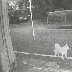 迷い犬【ご協力お願いします】柴犬はるちゃんを捜しています