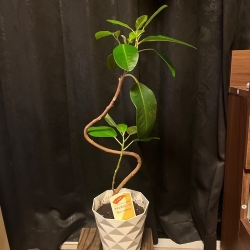 ゴムの木  フランスゴムの木  フィカス  観葉植物