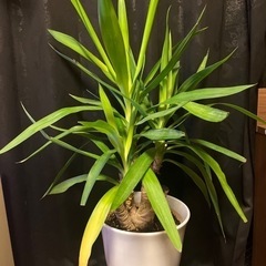 観葉植物 ユッカ  