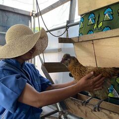 ☆自然養鶏ファーム☆お手伝い探してます！！　南葉山　チキチータファーム - ボランティア