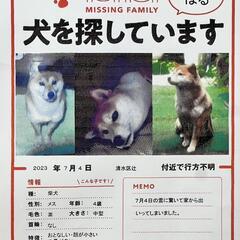 【迷い犬】柴犬を探しています