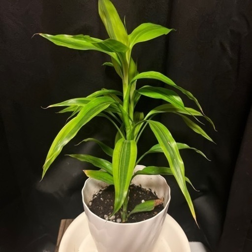 サンデリアーナ  観葉植物  植木