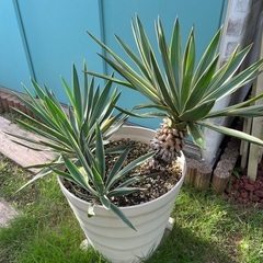 ユッカランキミガヨラン3ヘッドグロリオサ