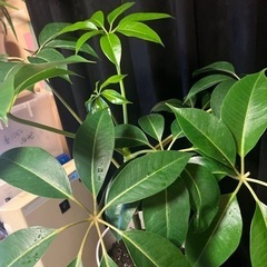 ツピタンサス  インテリアグリーン  観葉植物