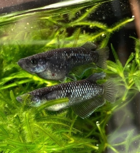 ハチマル】ミッドナイトフリル 漆黒タイプ 稚魚 5匹 B