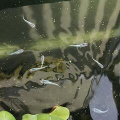 メダカ　SP幹之青系　稚魚～Sサイズ/10匹+ミナミヌマエビ10匹