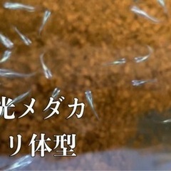 螺鈿光ヒカリ体型メダカの稚魚　1センチ〜2センチ未満　10匹