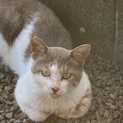 ！里親募集！慣れてない野良猫ですが保護する目的で飼ってくれる方