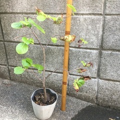 柿　盆栽用　10年生