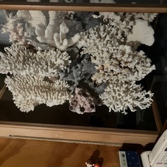 白珊瑚　貴重　値下げ