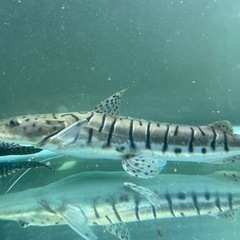 タイガーシャベルノーズキャット　熱帯魚