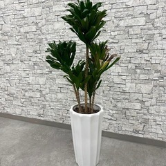 商談中　観葉植物　ドラセナ？　105cm