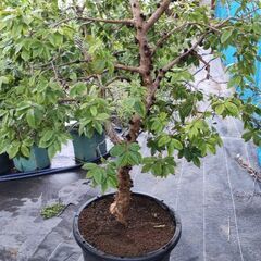 ジャボチカバ 四季成り NPポット25号鉢植え ジャボチカバ 四季成り NPポット25号鉢植え