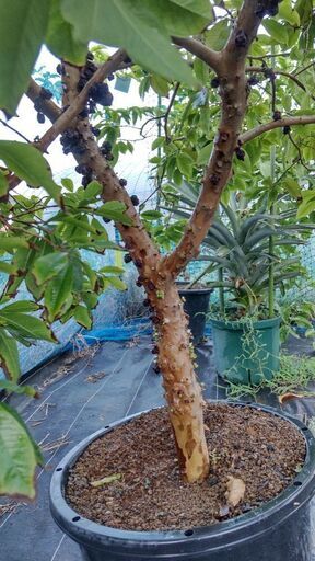 ジャボチカバ 四季成り NPポット25号鉢植え