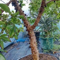 ジャボチカバ 四季成り NPポット25号鉢植え