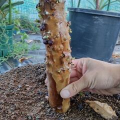 ジャボチカバ 四季成り NPポット25号鉢植え