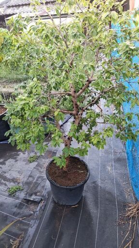 ジャボチカバ 四季成り NPポット25号鉢植え