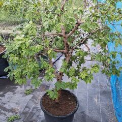 ジャボチカバ 四季成り NPポット25号鉢植え