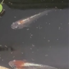 紅灯メダカ　稚魚