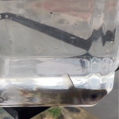 ギギ　魚　10cm 生体