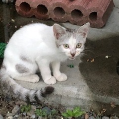 メスのかわいい野良子猫の里親さん見つけてます。