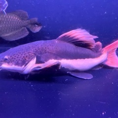 レッドテールキャット ショートボディ