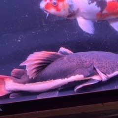 レッドテールキャット ショートボディ