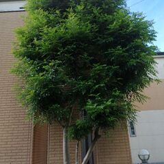 シマトネリコ　植木　無料　千葉県八千代台