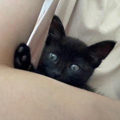 黒猫 3~4ヶ月 - 猫