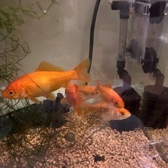 金魚。元小赤