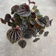 【決まりました】【大処分SALE】観葉植物 ペペロミア レッドル...