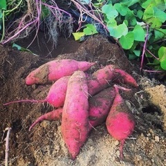 さつまいも　生芋　A品、Ｂ品　売ります　千葉県産、茨城県産