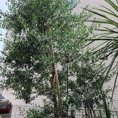 オリーブの木（約4m）シンボルツリー植栽に